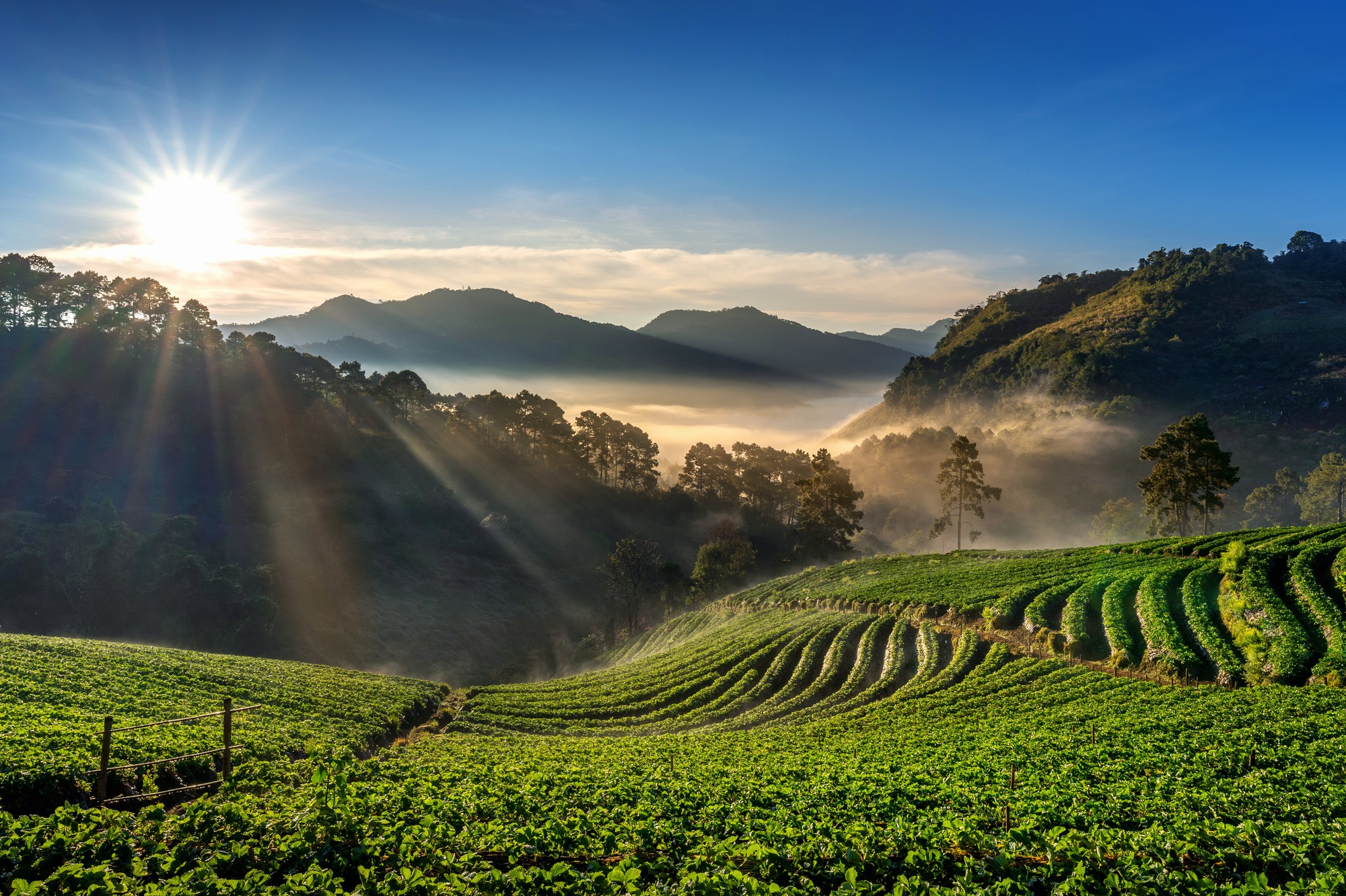Farm fields with mountains