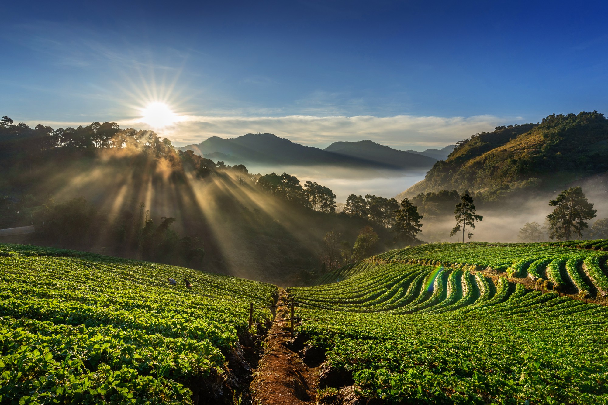 Crop rows in farmland